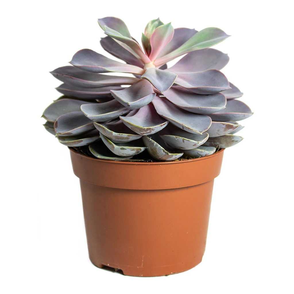 Echeveria Purple Pearl - Image 4