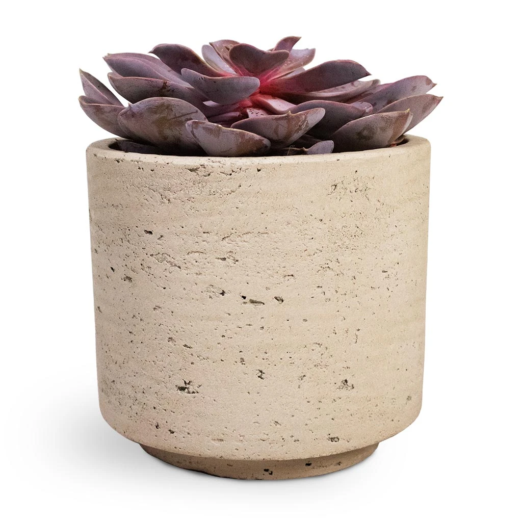 Echeveria Purple Pearl - Image 5