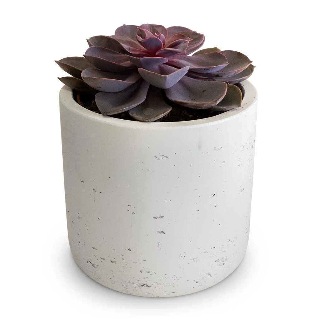 Echeveria Purple Pearl - Image 3