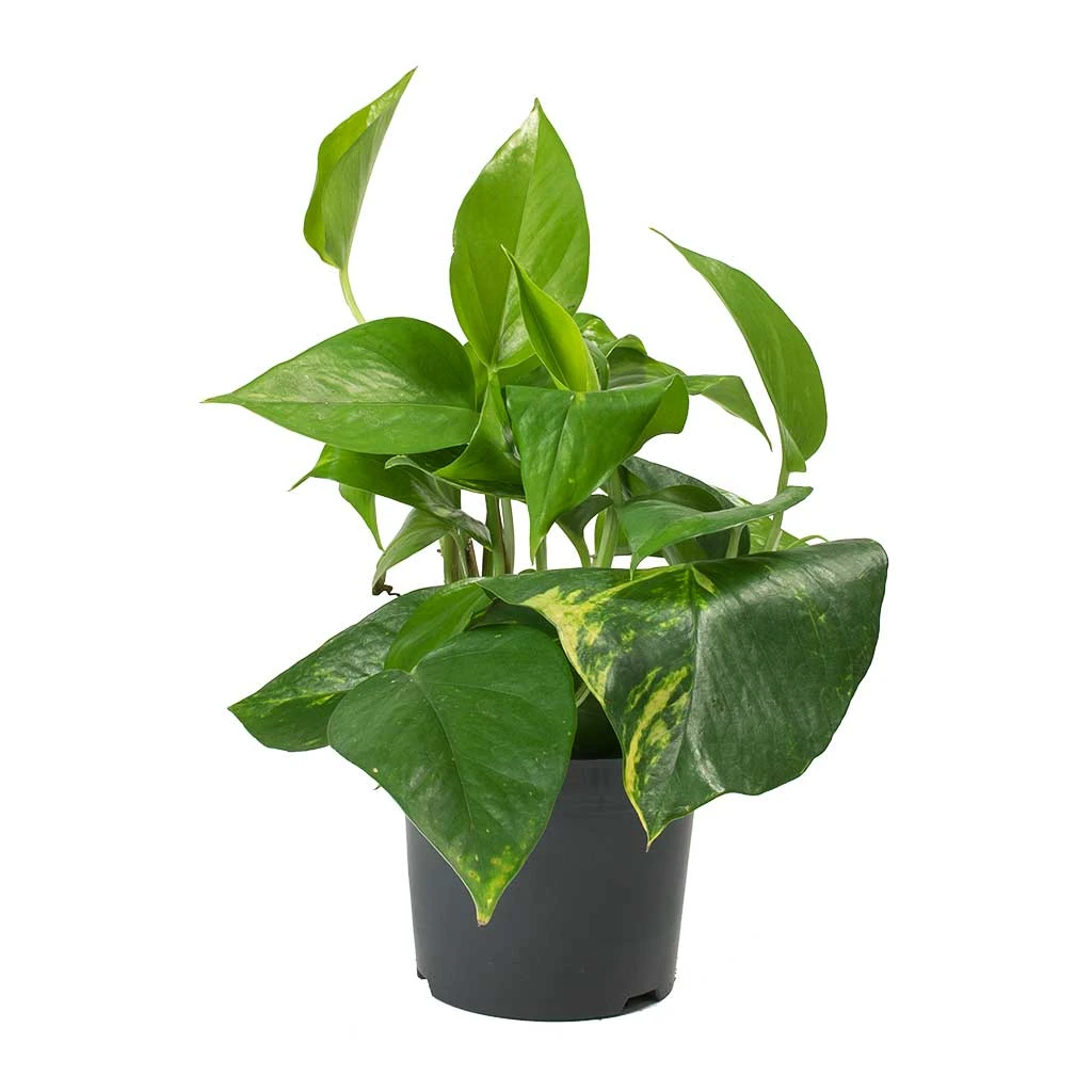 Epipremnum Aureum - Golden Pothos - Image 4