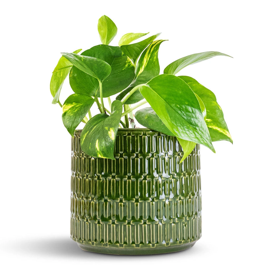 Epipremnum Aureum - Golden Pothos - Image 3