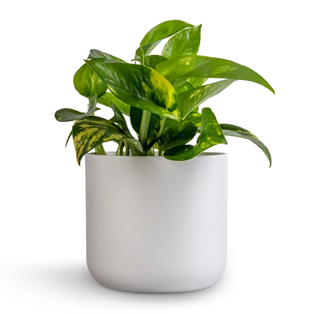 Epipremnum Aureum - Golden Pothos - Image 19