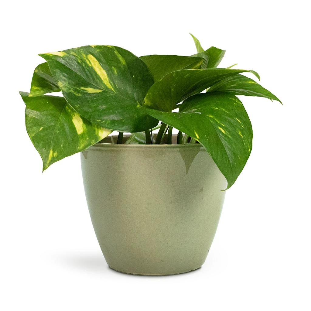 Epipremnum Aureum - Golden Pothos - Image 15