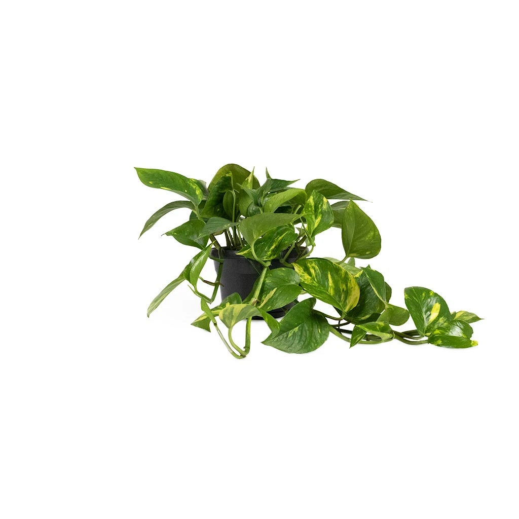 Epipremnum Aureum - Golden Pothos - Image 8