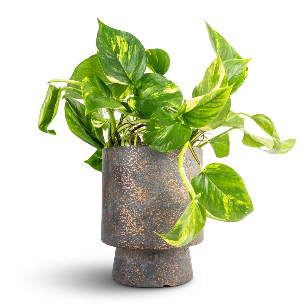Epipremnum Aureum - Golden Pothos - Image 9