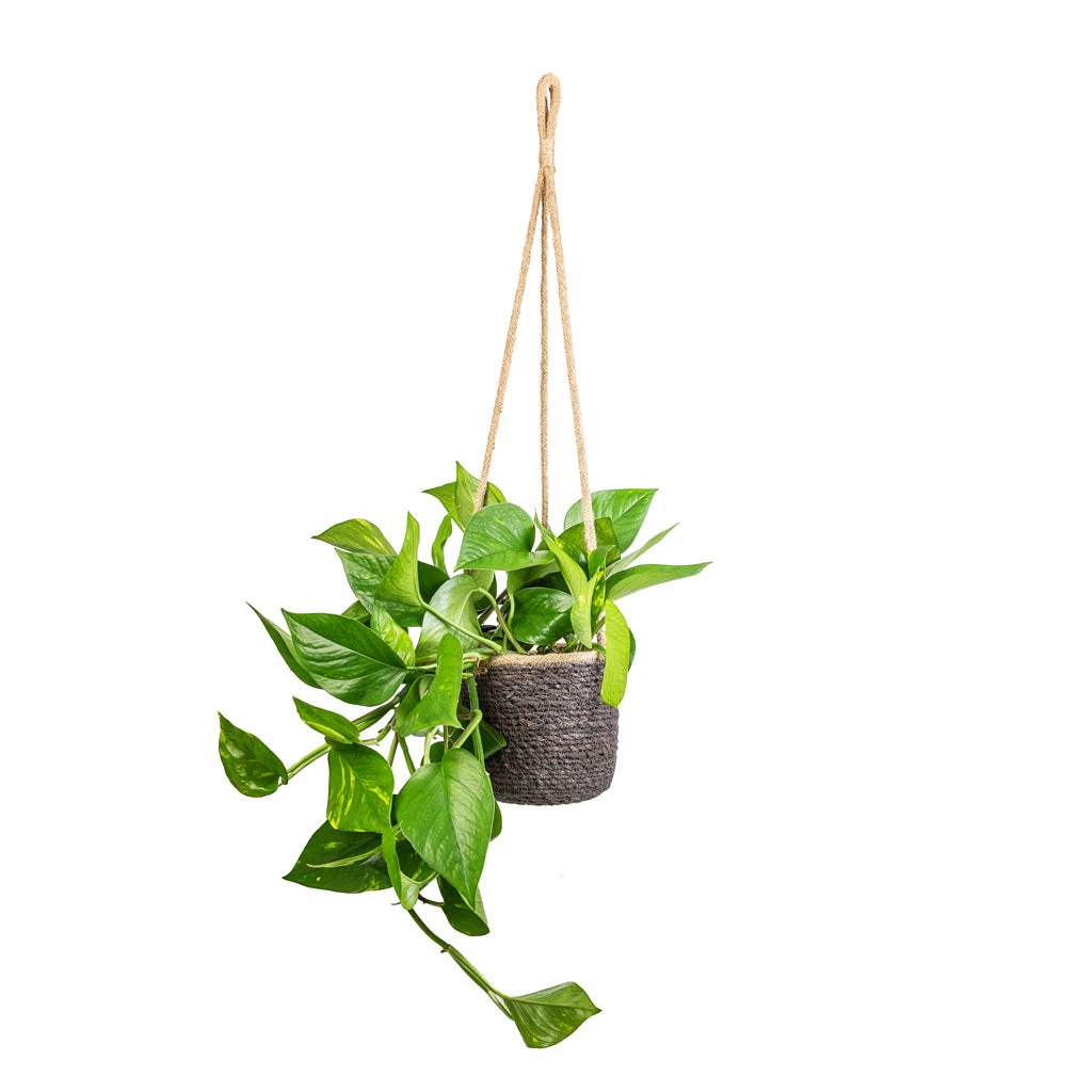 Epipremnum Aureum - Golden Pothos - Image 7