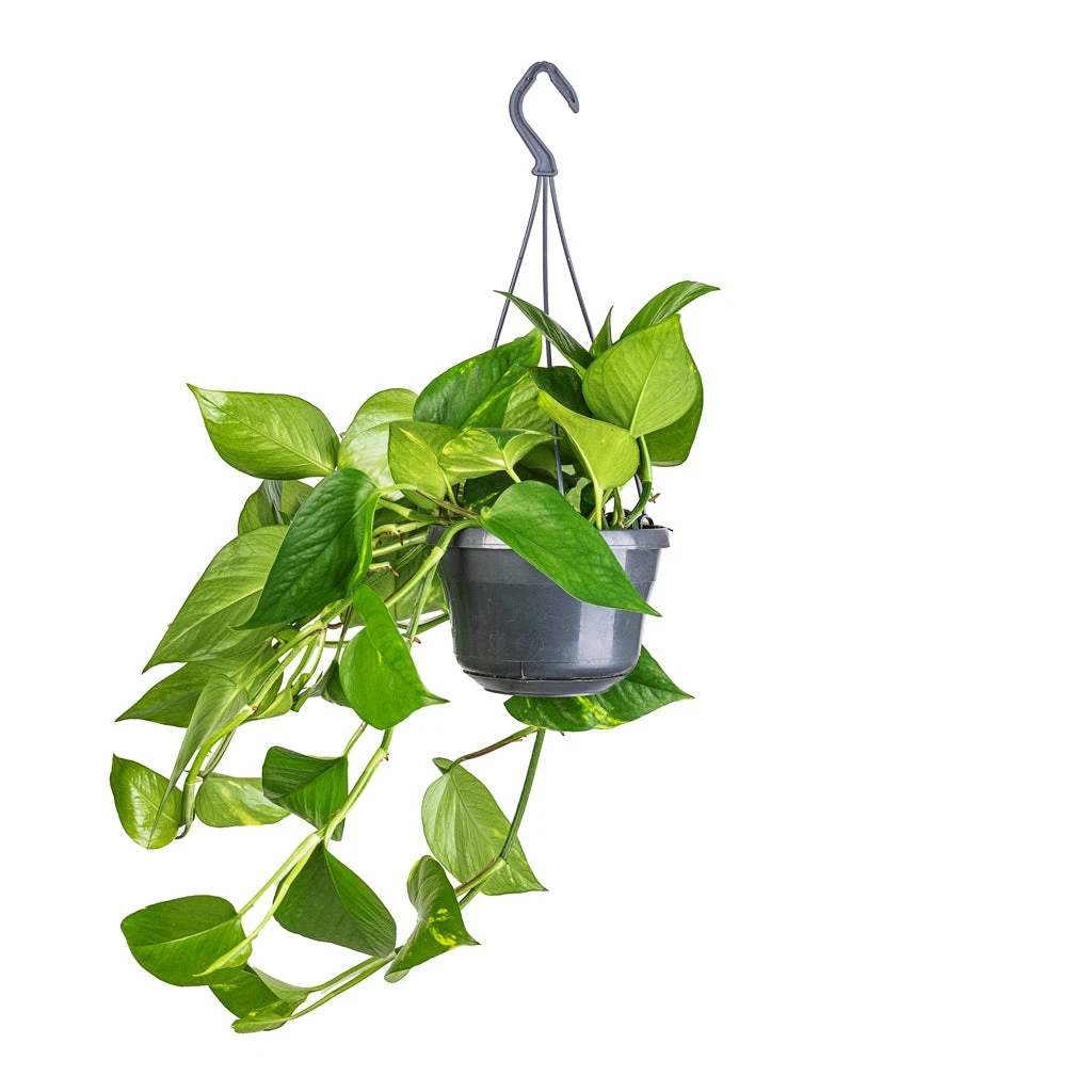 Epipremnum Aureum - Golden Pothos - Image 6