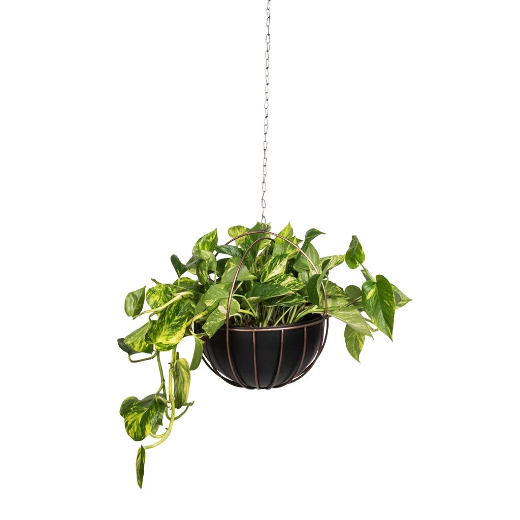 Epipremnum Aureum - Golden Pothos - Image 13