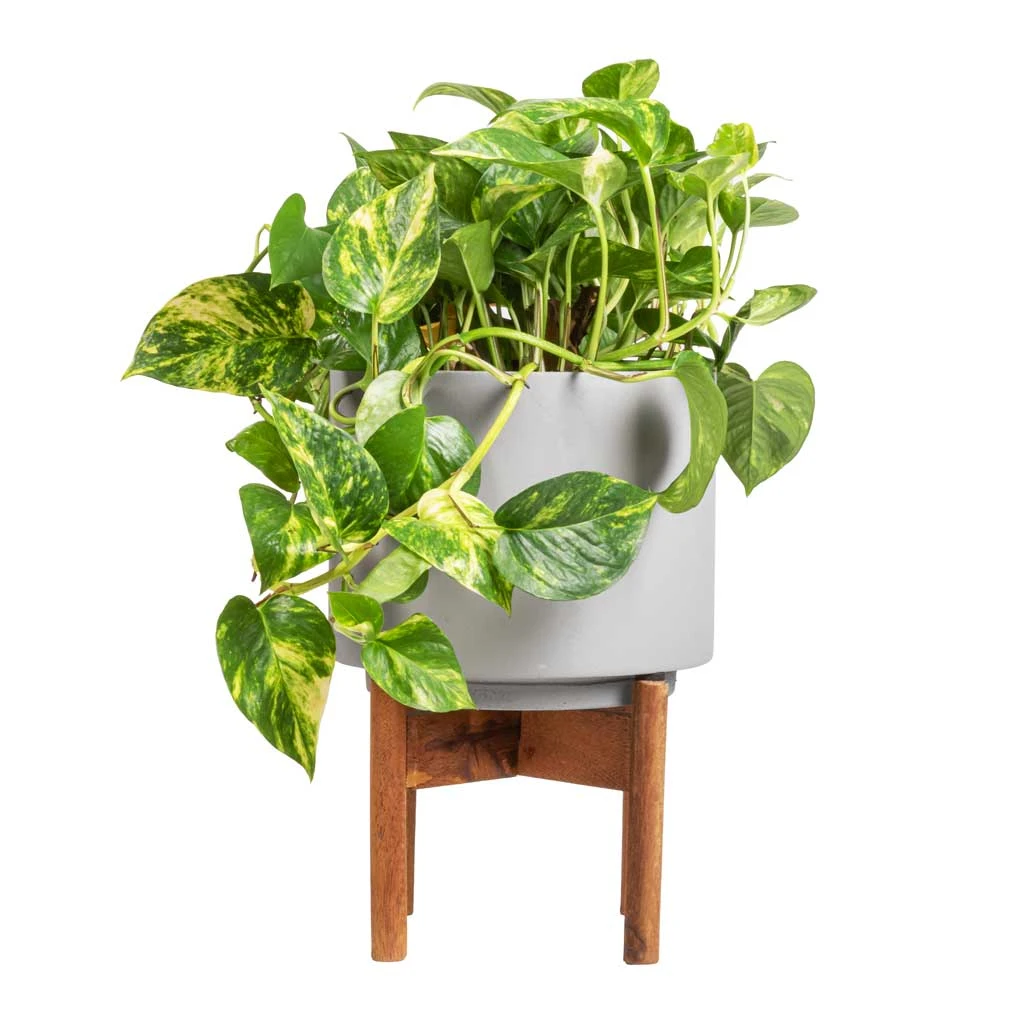 Epipremnum Aureum - Golden Pothos - Image 11