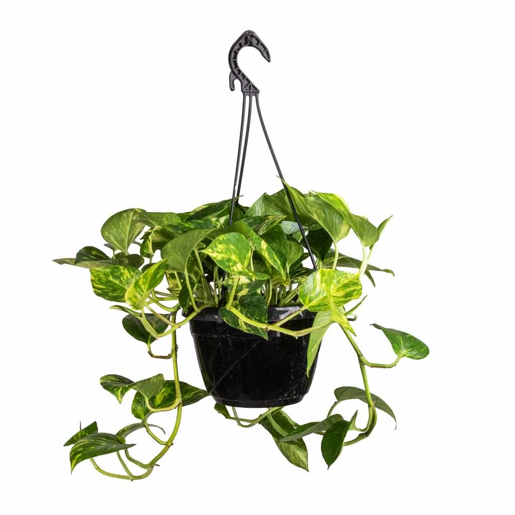 Epipremnum Aureum - Golden Pothos - Image 10