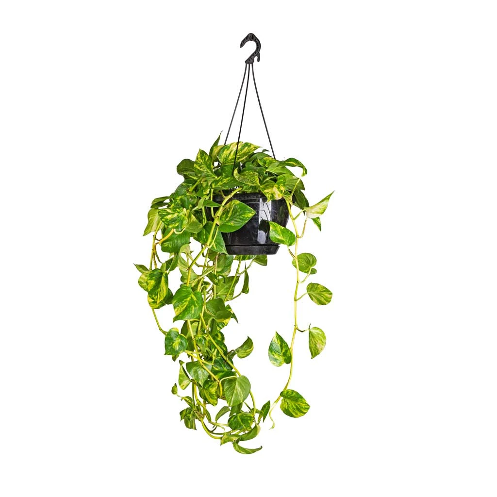 Epipremnum Aureum - Golden Pothos - Image 12