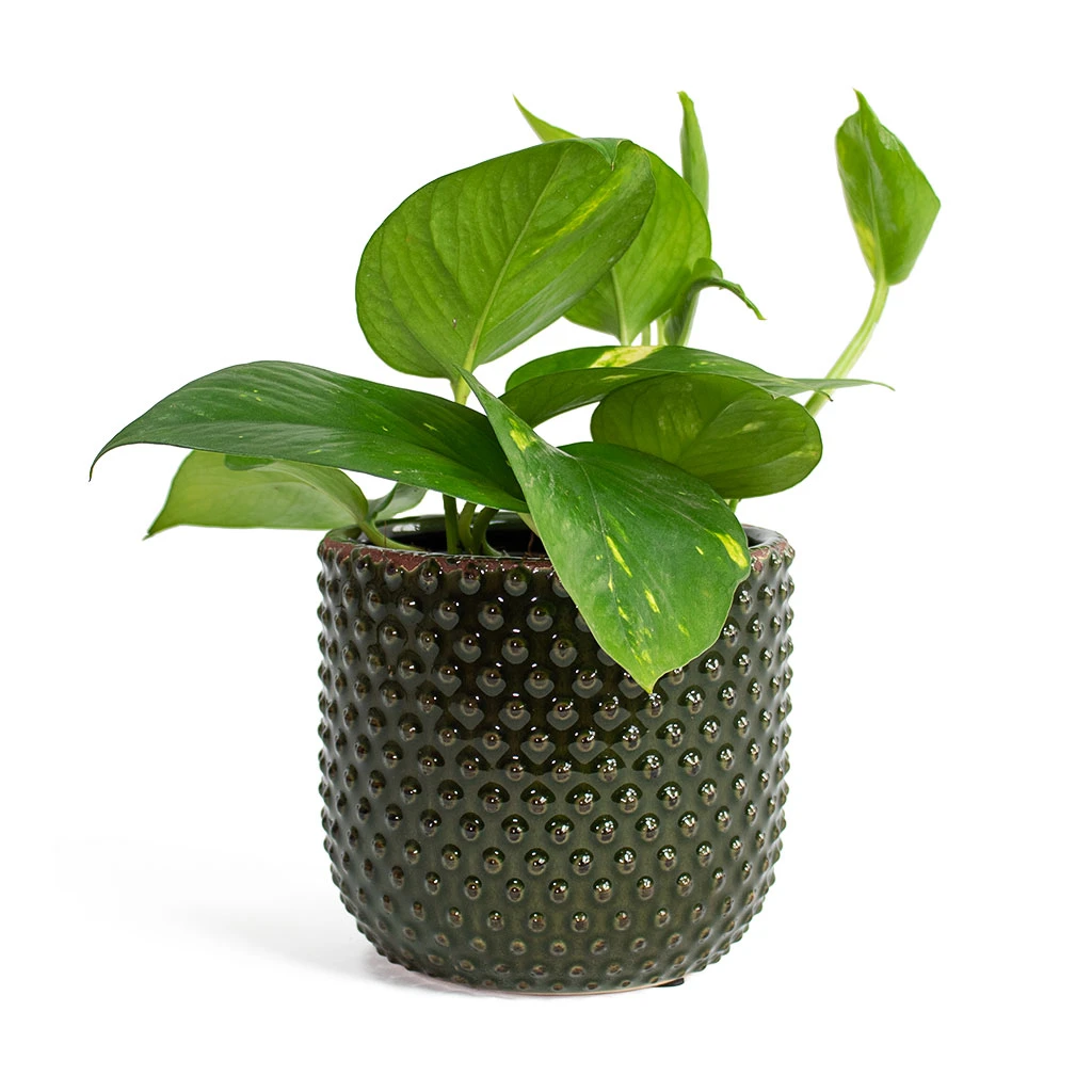 Epipremnum Aureum - Golden Pothos - Image 18