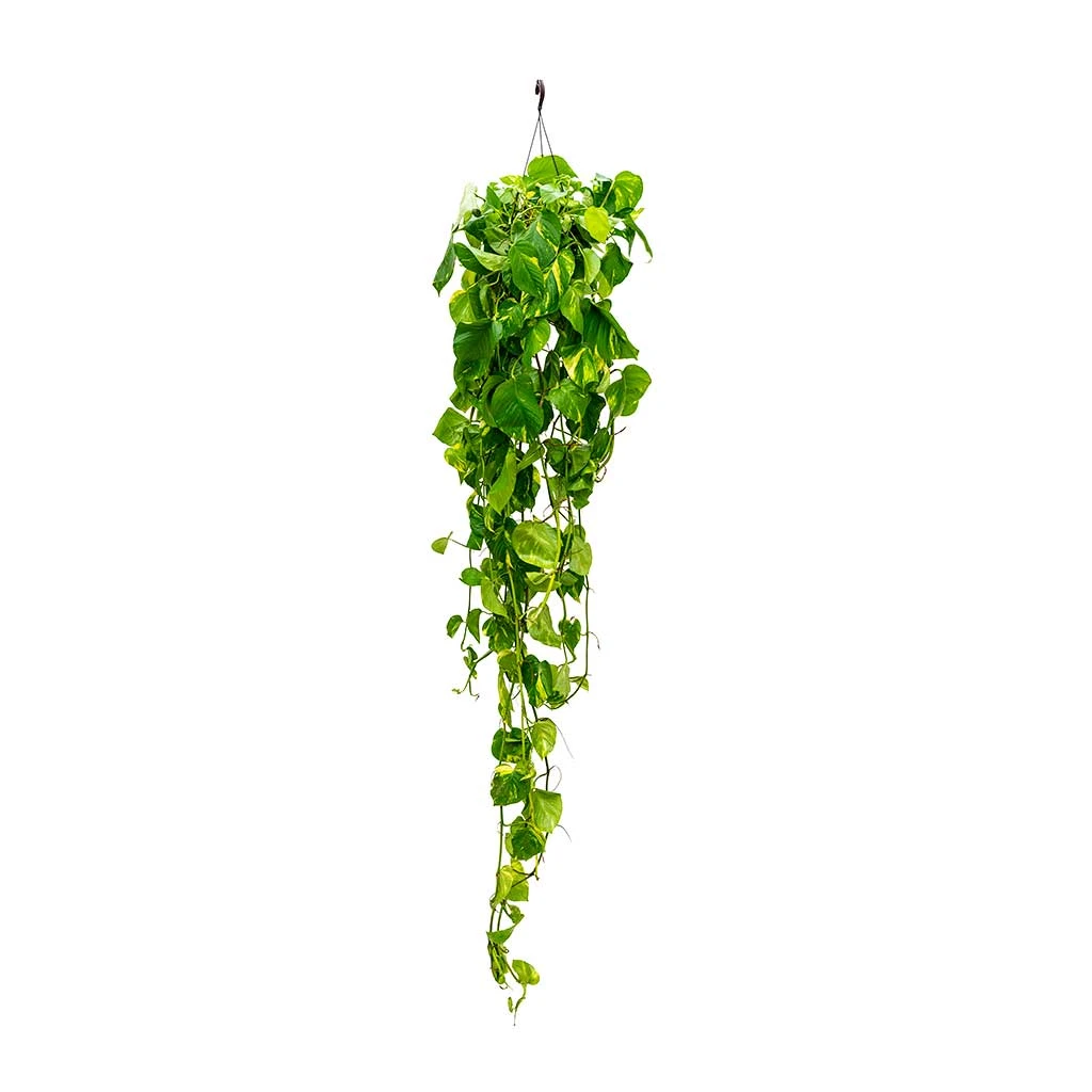 Epipremnum Aureum - Golden Pothos - Image 14