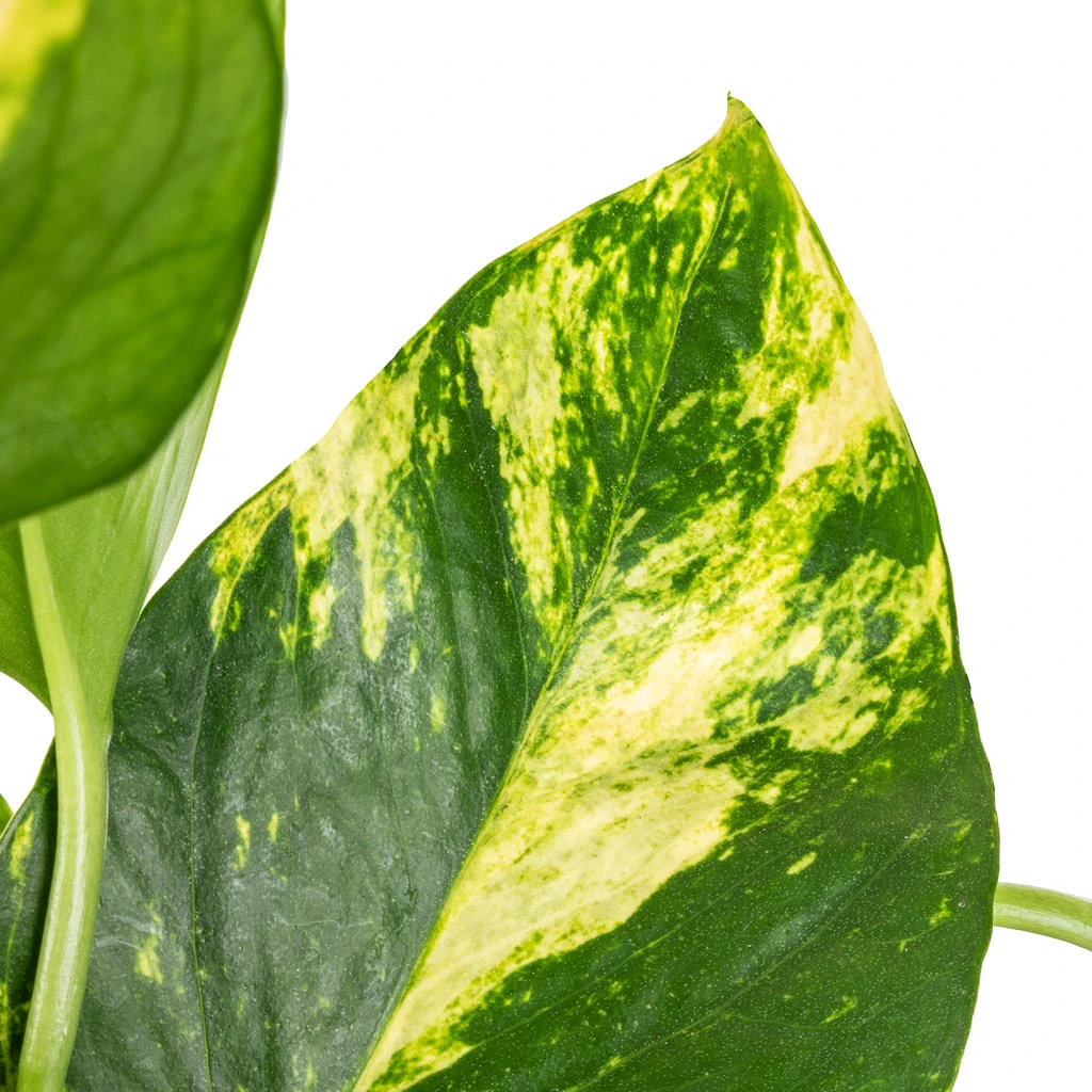 Epipremnum Aureum - Golden Pothos - Image 2
