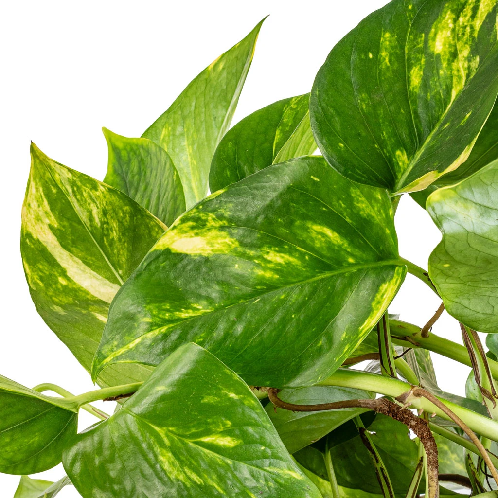 Epipremnum Aureum - Golden Pothos - Image 5