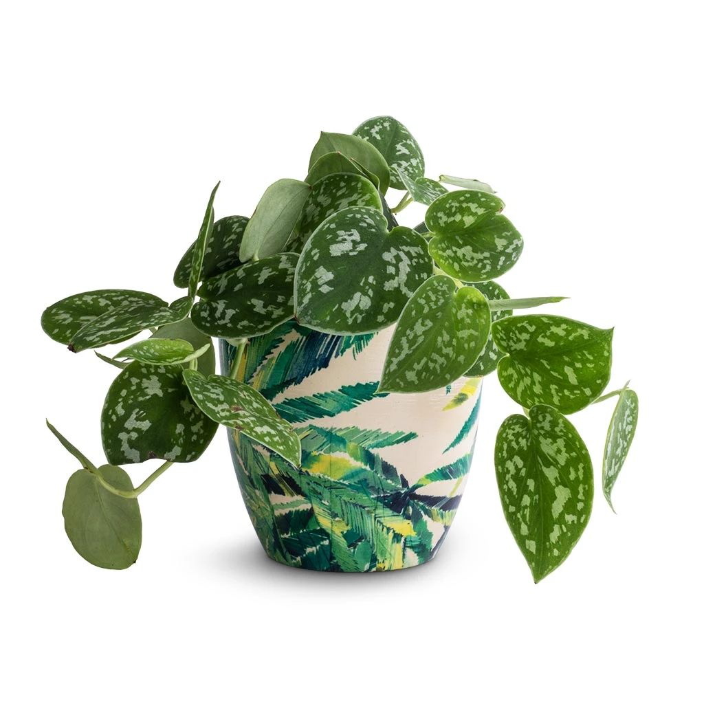 Epipremnum Pictum Argyraeus - Satin Pothos - Image 4