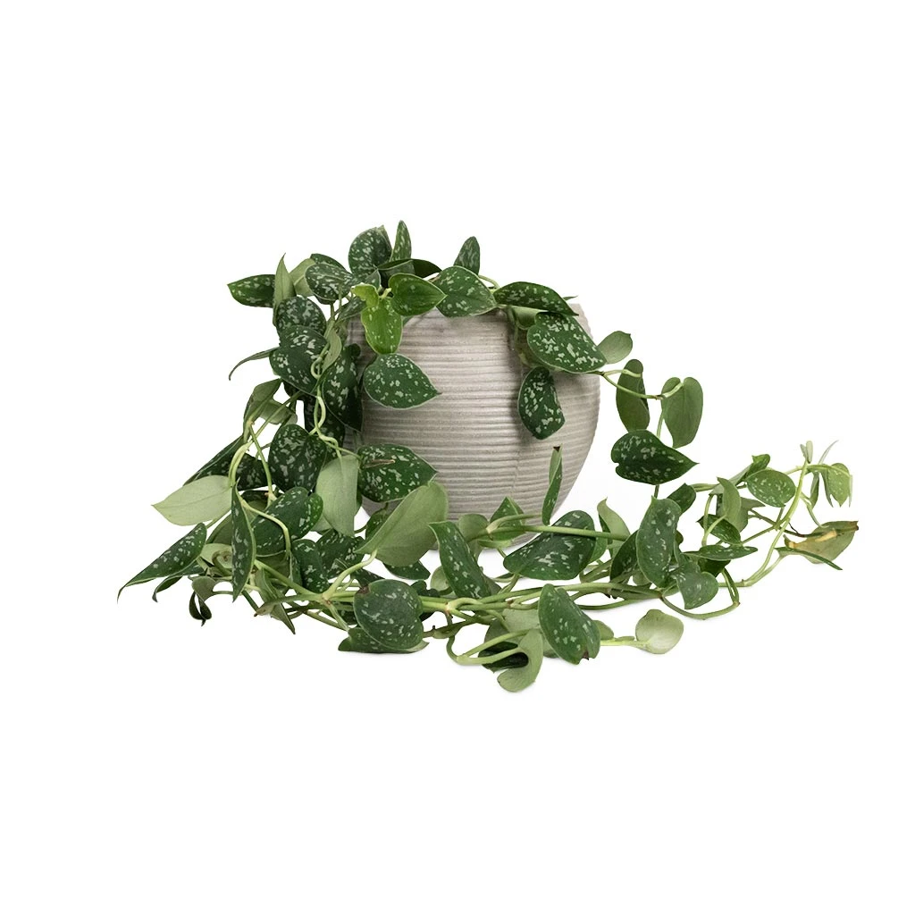 Epipremnum Pictum Argyraeus - Satin Pothos - Image 9