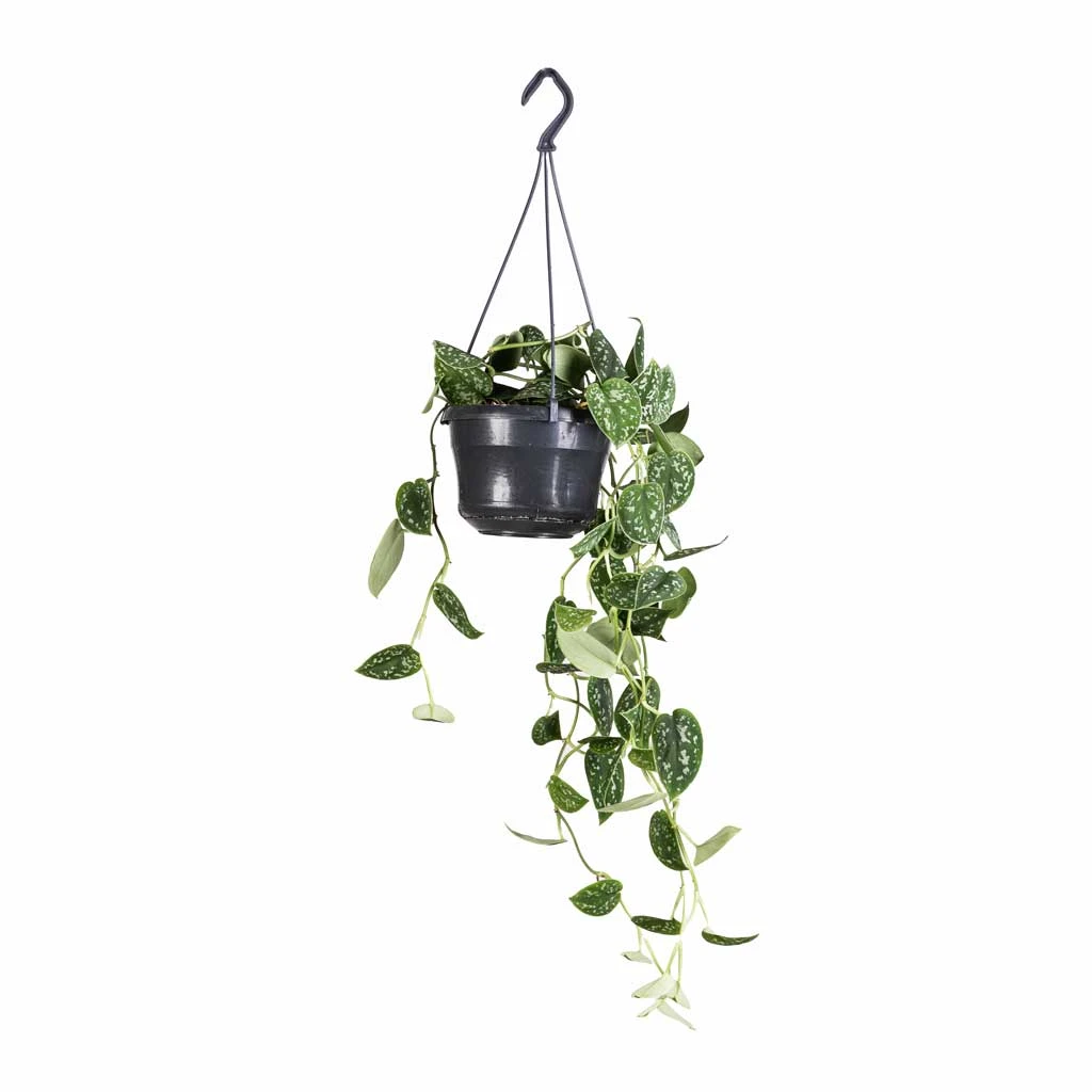 Epipremnum Pictum Argyraeus - Satin Pothos - Image 7