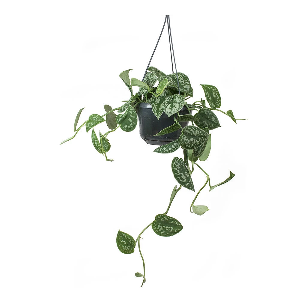Epipremnum Pictum Argyraeus - Satin Pothos - Image 5