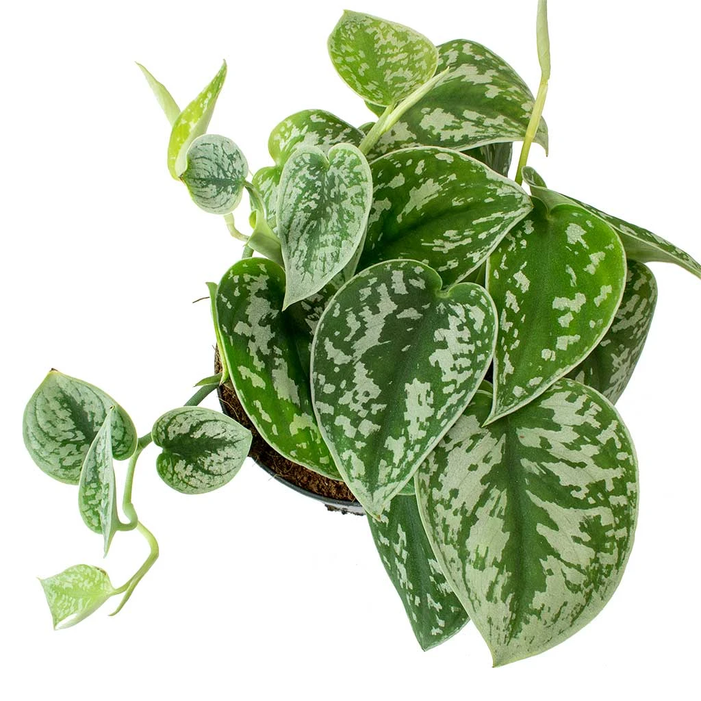 Epipremnum Pictum Argyraeus - Satin Pothos - Image 6