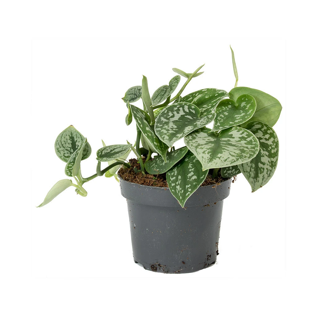 Epipremnum Pictum Argyraeus - Satin Pothos - Image 3