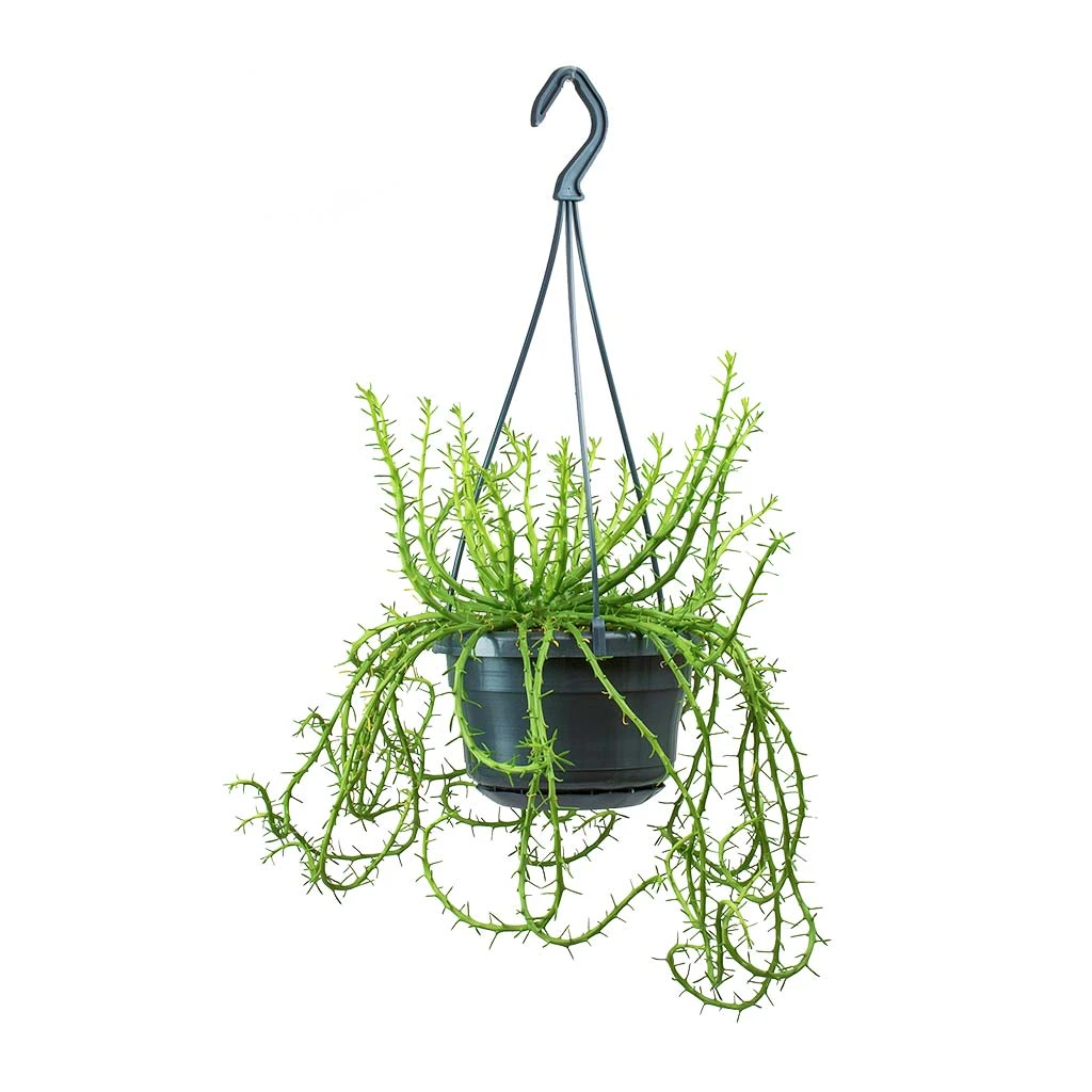 Euphorbia Flanaganii - Medusa Plant - Image 7