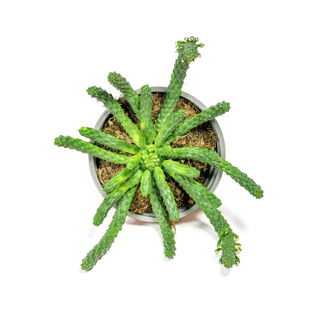 Euphorbia Flanaganii - Medusa Plant - Image 3