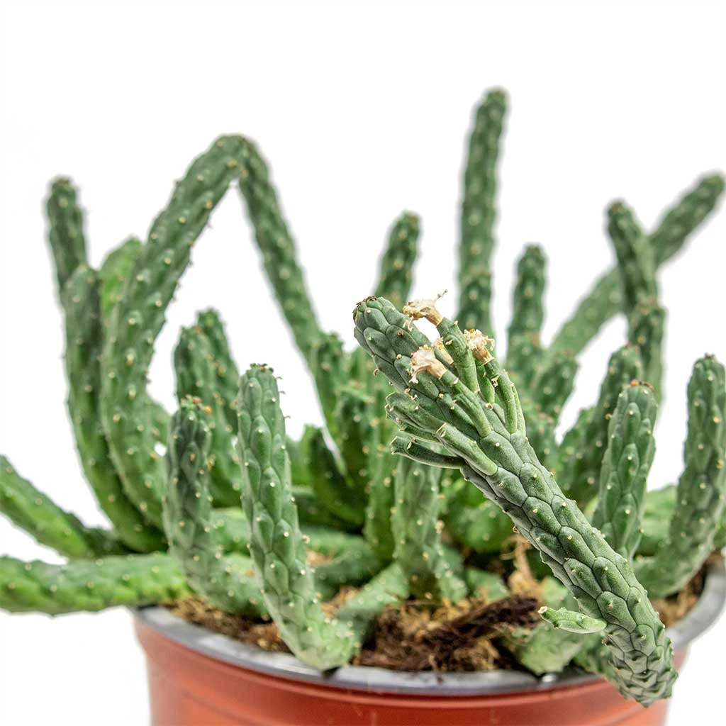 Euphorbia Flanaganii - Medusa Plant - Image 6