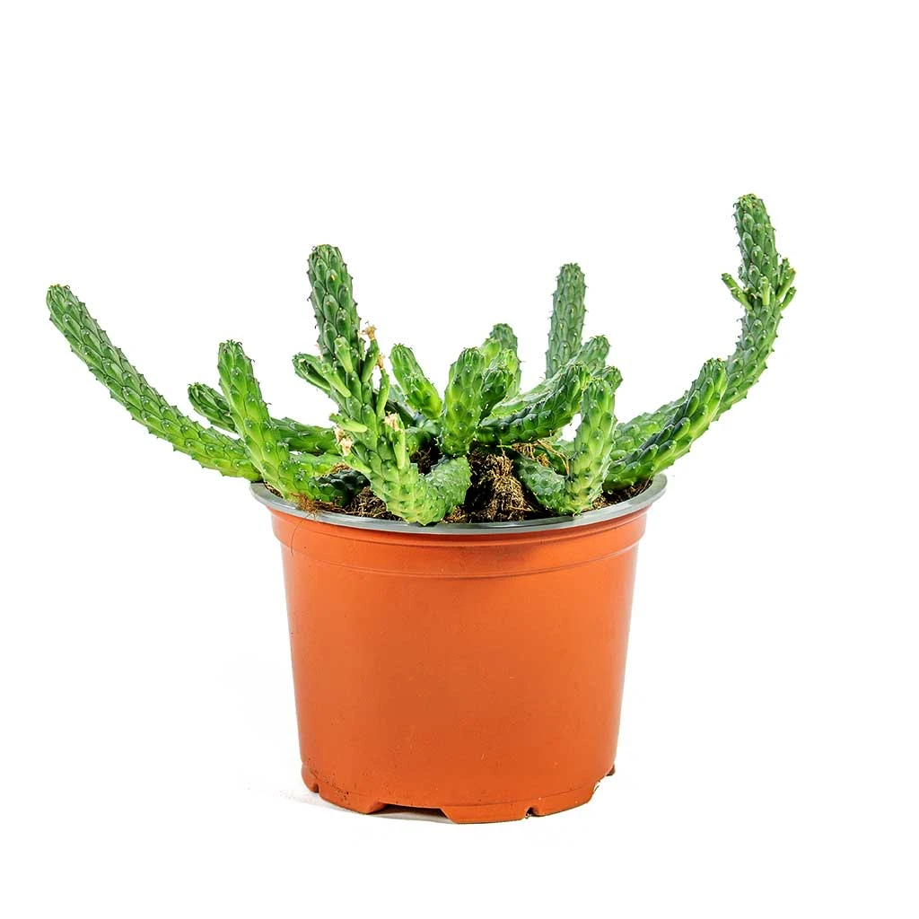 Euphorbia Flanaganii - Medusa Plant - Image 4