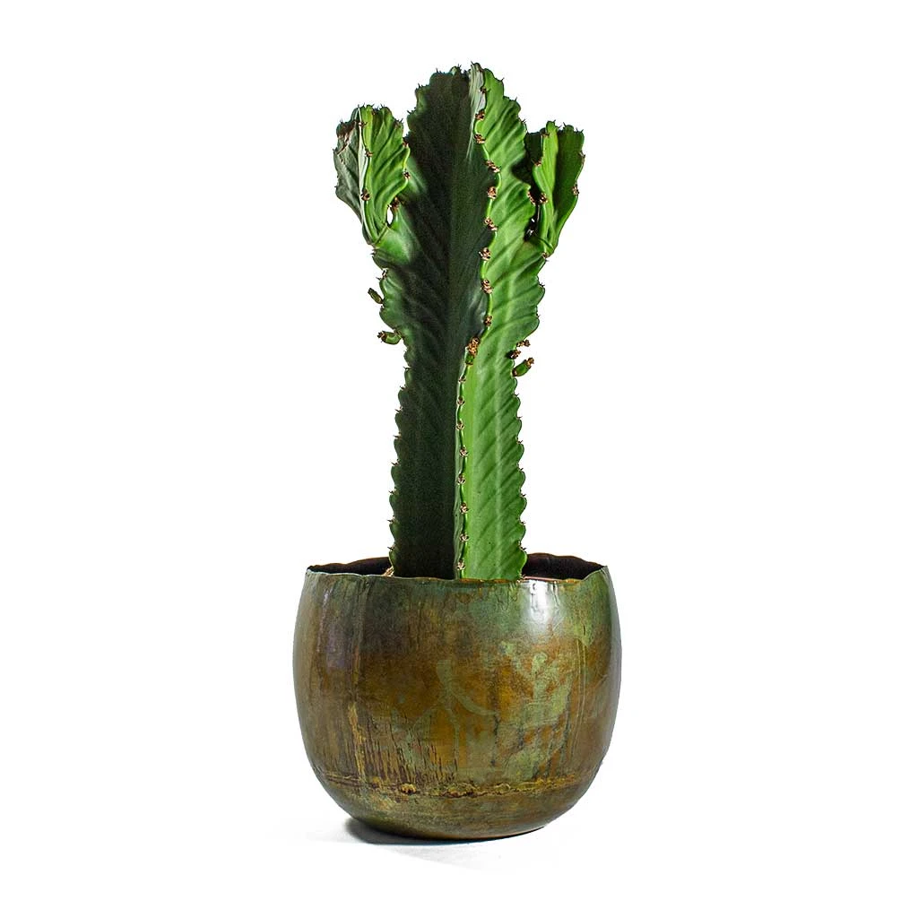 Euphorbia Ingens - Candelabra Tree - Image 7