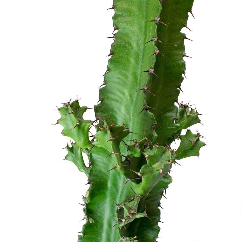 Euphorbia Tetra - Image 2