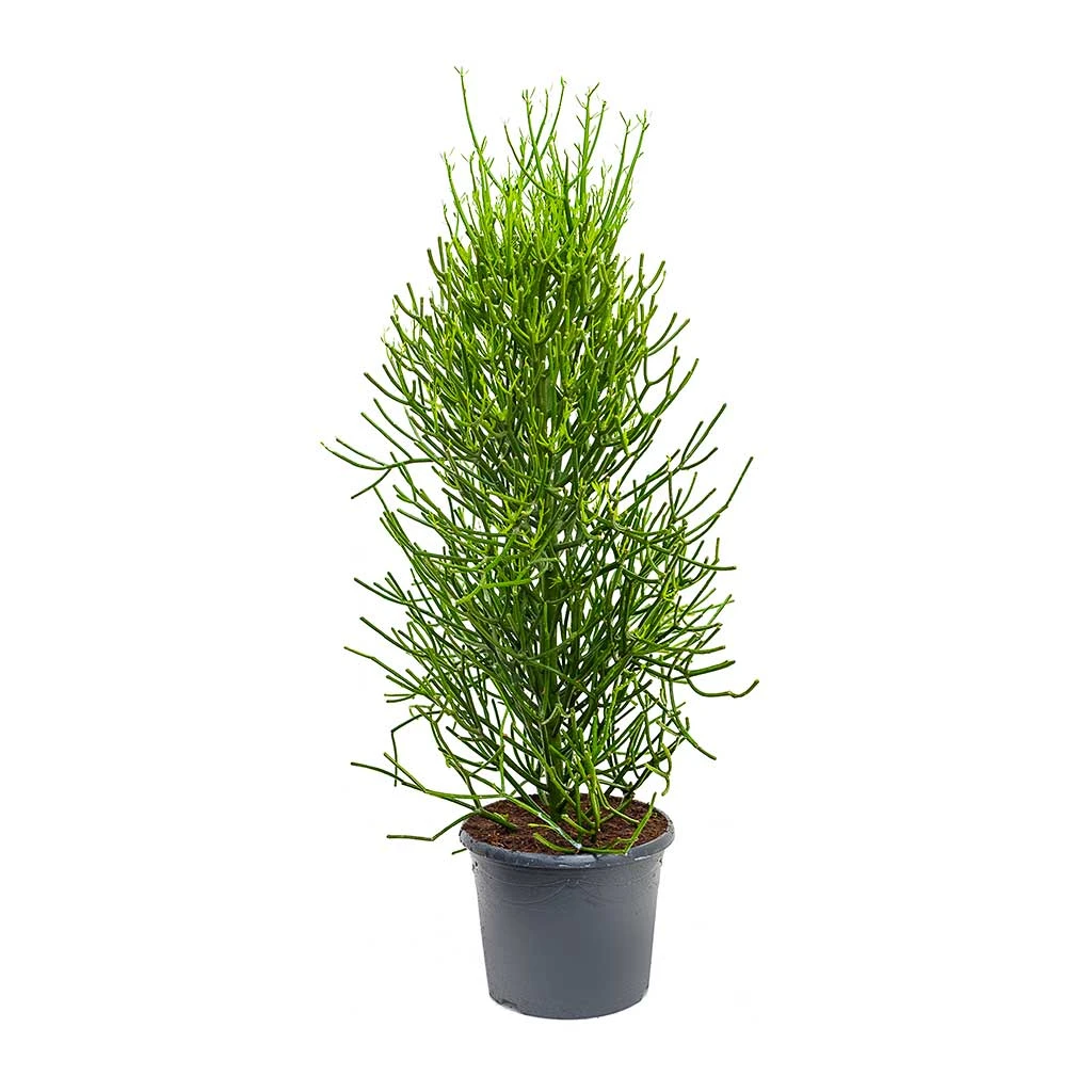 Euphorbia Tirucalli - Pencil Cactus - Image 5