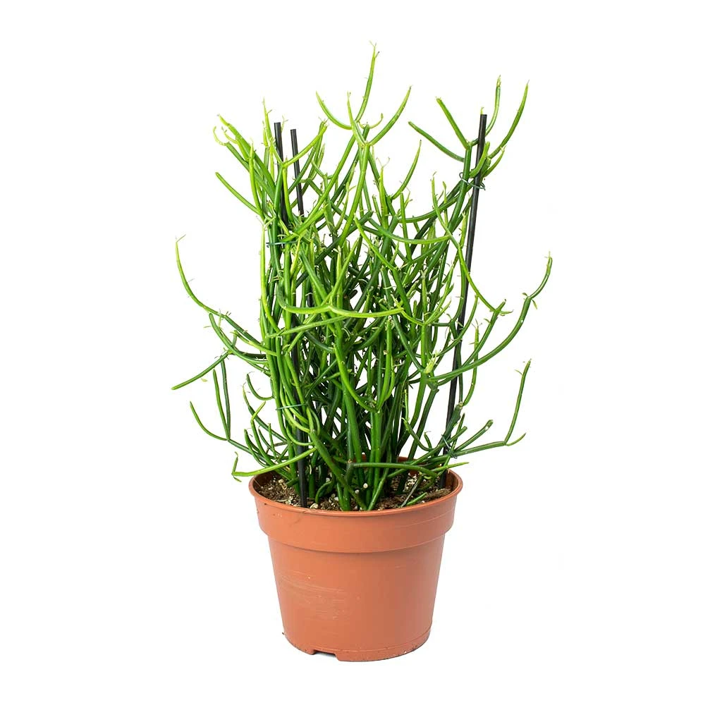 Euphorbia Tirucalli - Pencil Cactus - Image 3