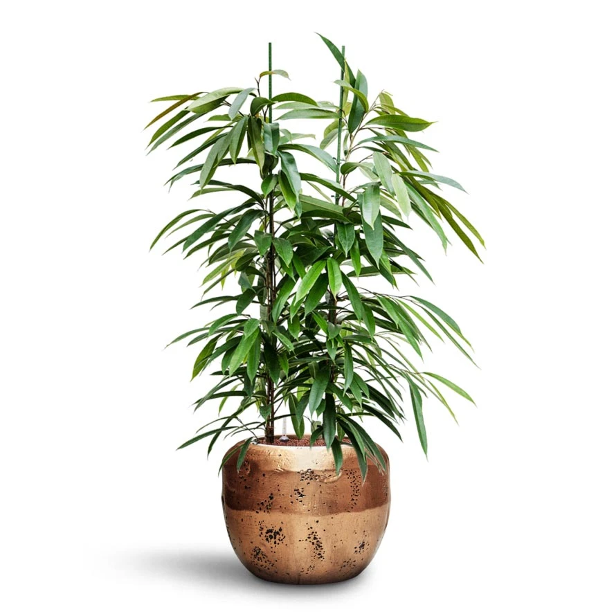 Ficus Amstel King - HydroCare - Image 9