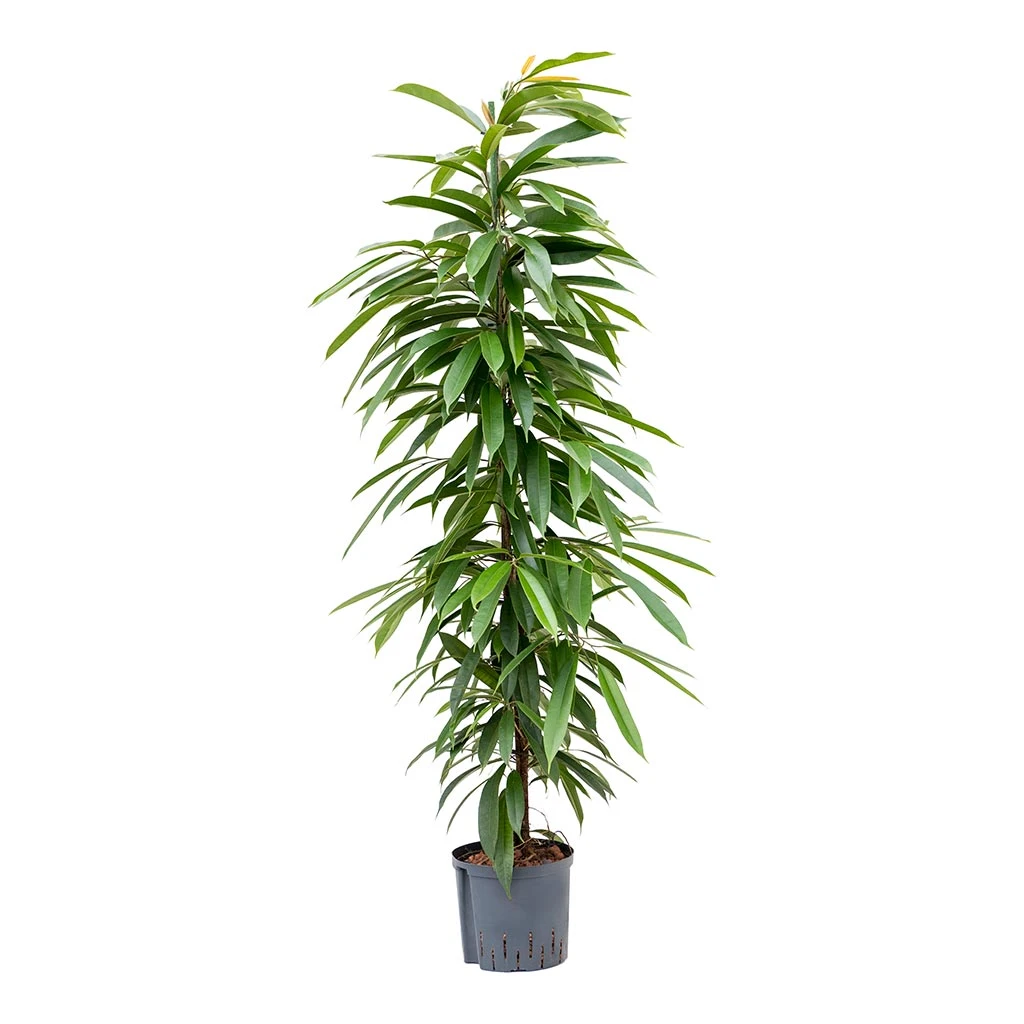 Ficus Amstel King - HydroCare - Image 5
