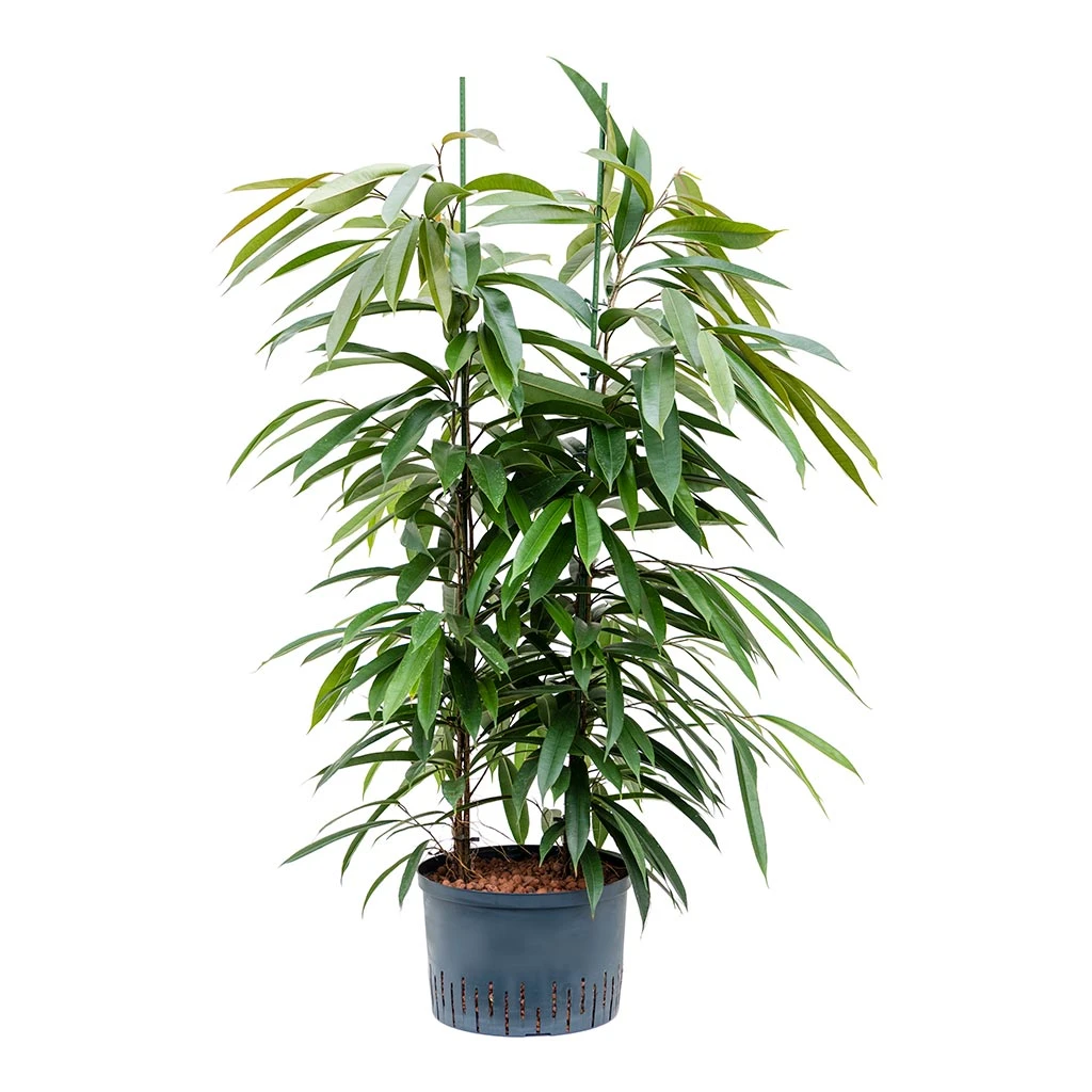 Ficus Amstel King - HydroCare - Image 11