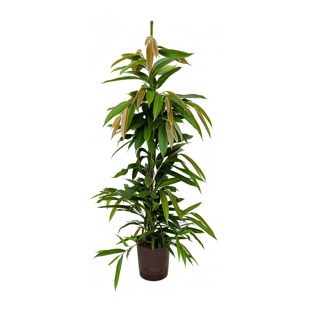 Ficus Amstel King - HydroCare