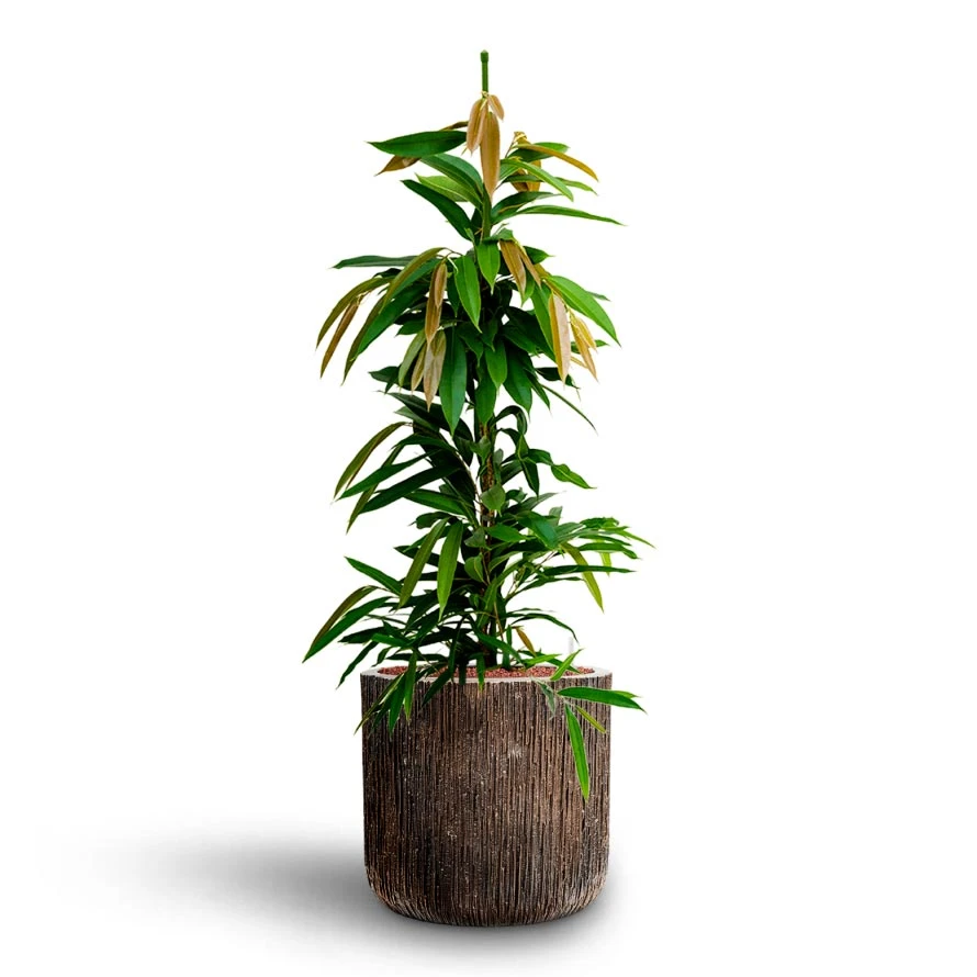 Ficus Amstel King - HydroCare - Image 12