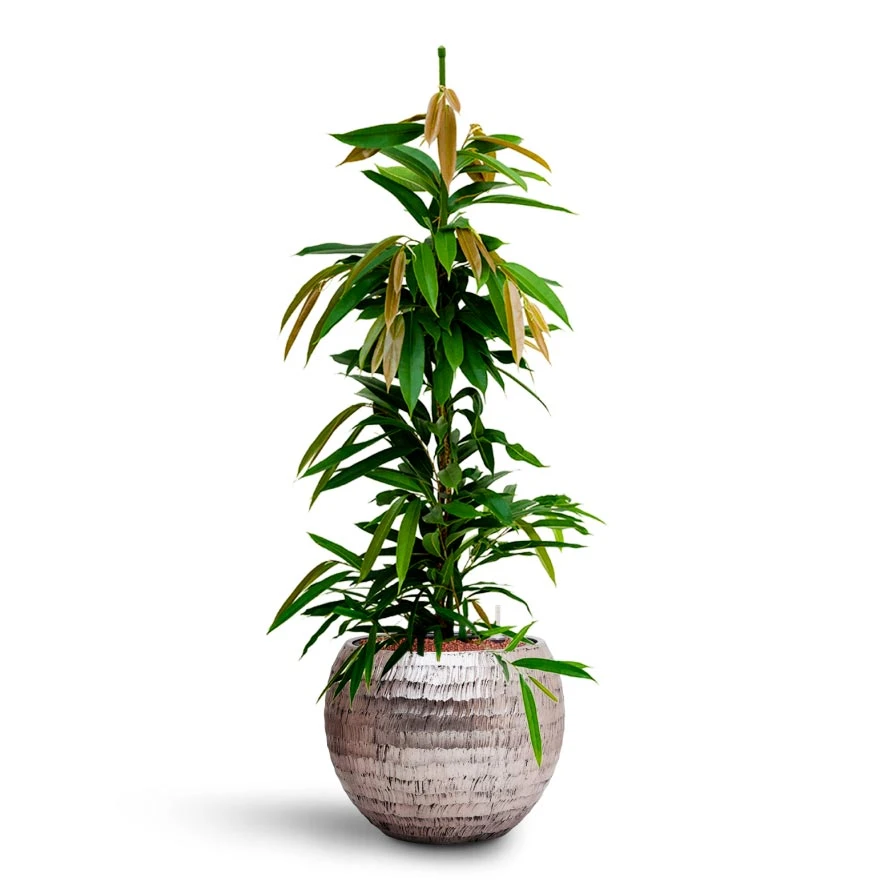 Ficus Amstel King - HydroCare - Image 13