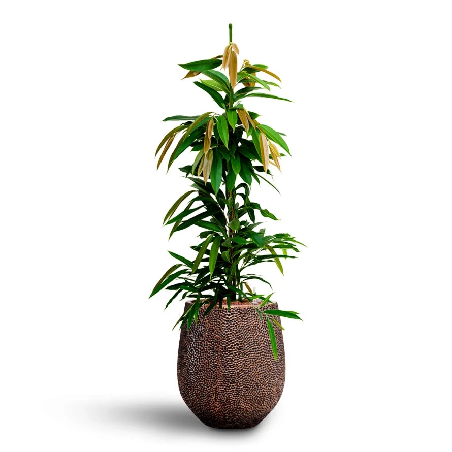 Ficus Amstel King - HydroCare - Image 4
