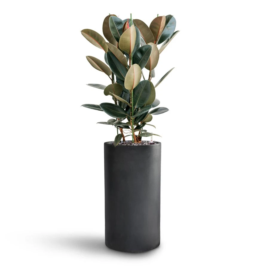 Ficus Elastica Abidjan - HydroCare - Image 7