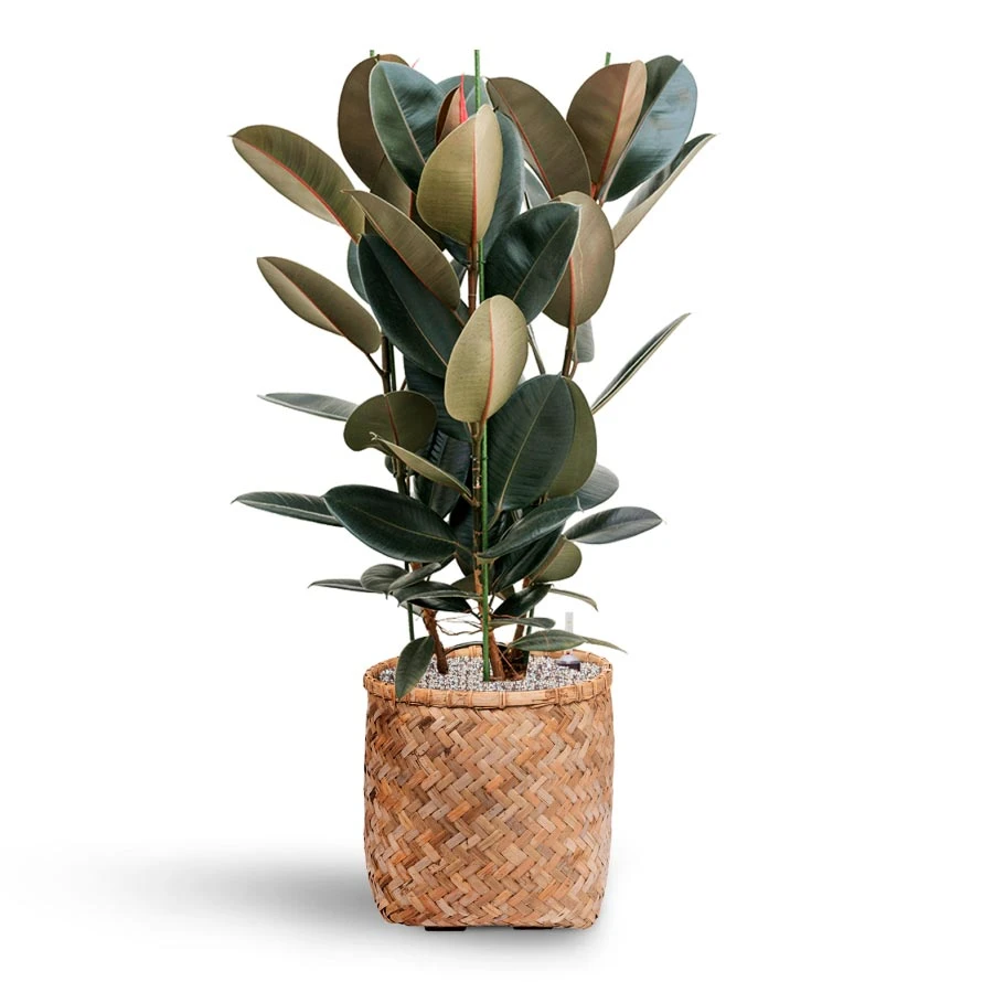 Ficus Elastica Abidjan - HydroCare - Image 6