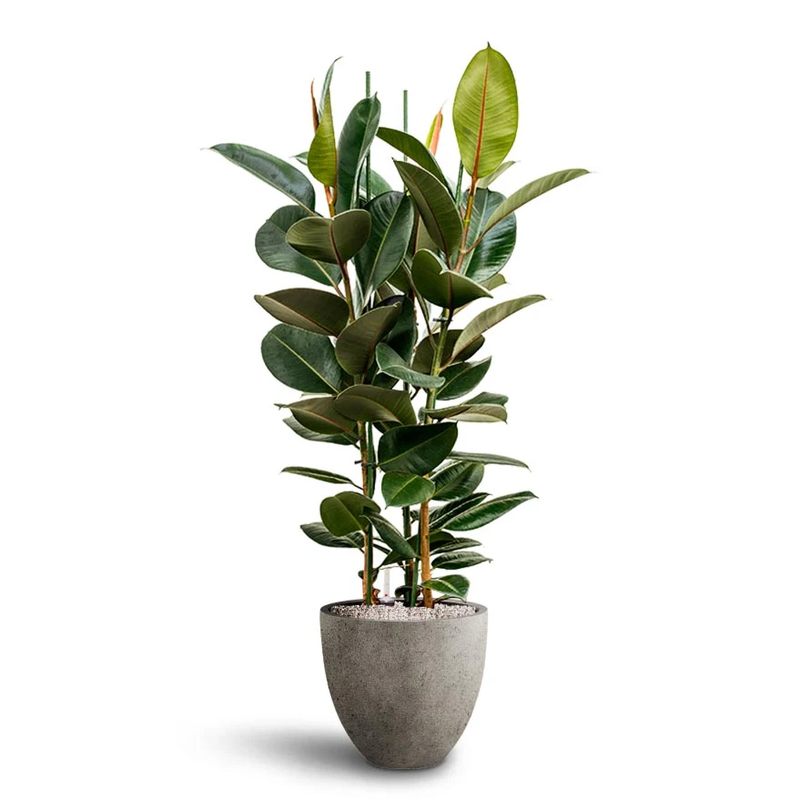 Ficus Elastica Robusta - Rubber Plant - HydroCare - Image 10