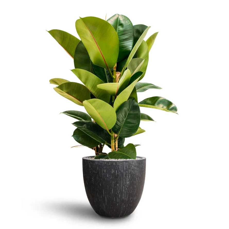 Ficus Elastica Robusta - Rubber Plant - HydroCare - Image 15