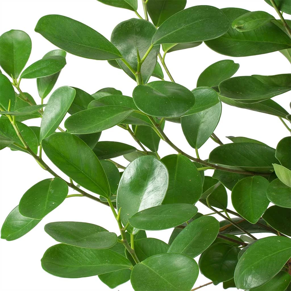 Ficus Moclame - HydroCare - Image 3