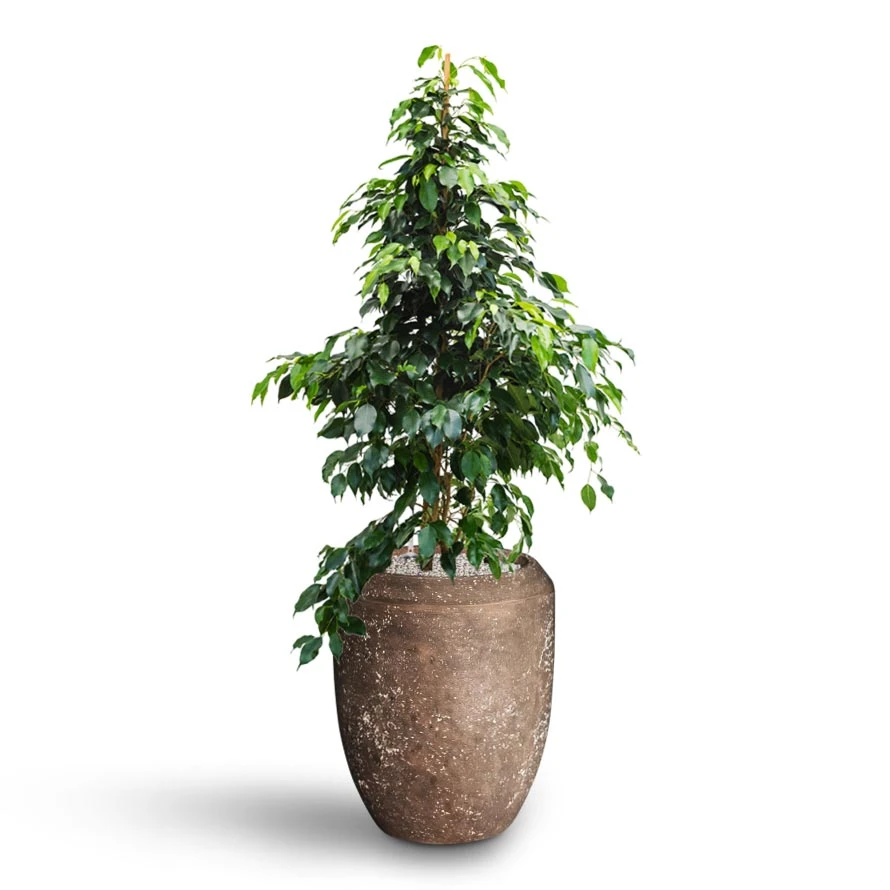 Ficus Benjamina Danielle - Weeping Fig - HydroCare - Image 2