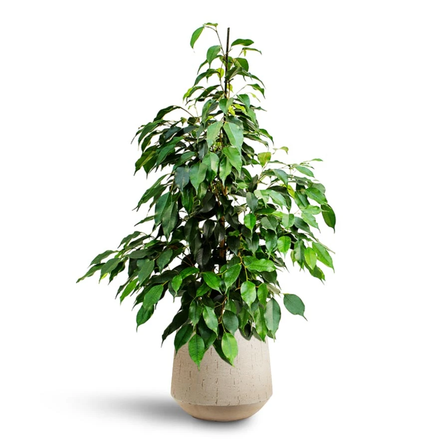 Ficus Benjamina Danielle - Weeping Fig - HydroCare - Image 5