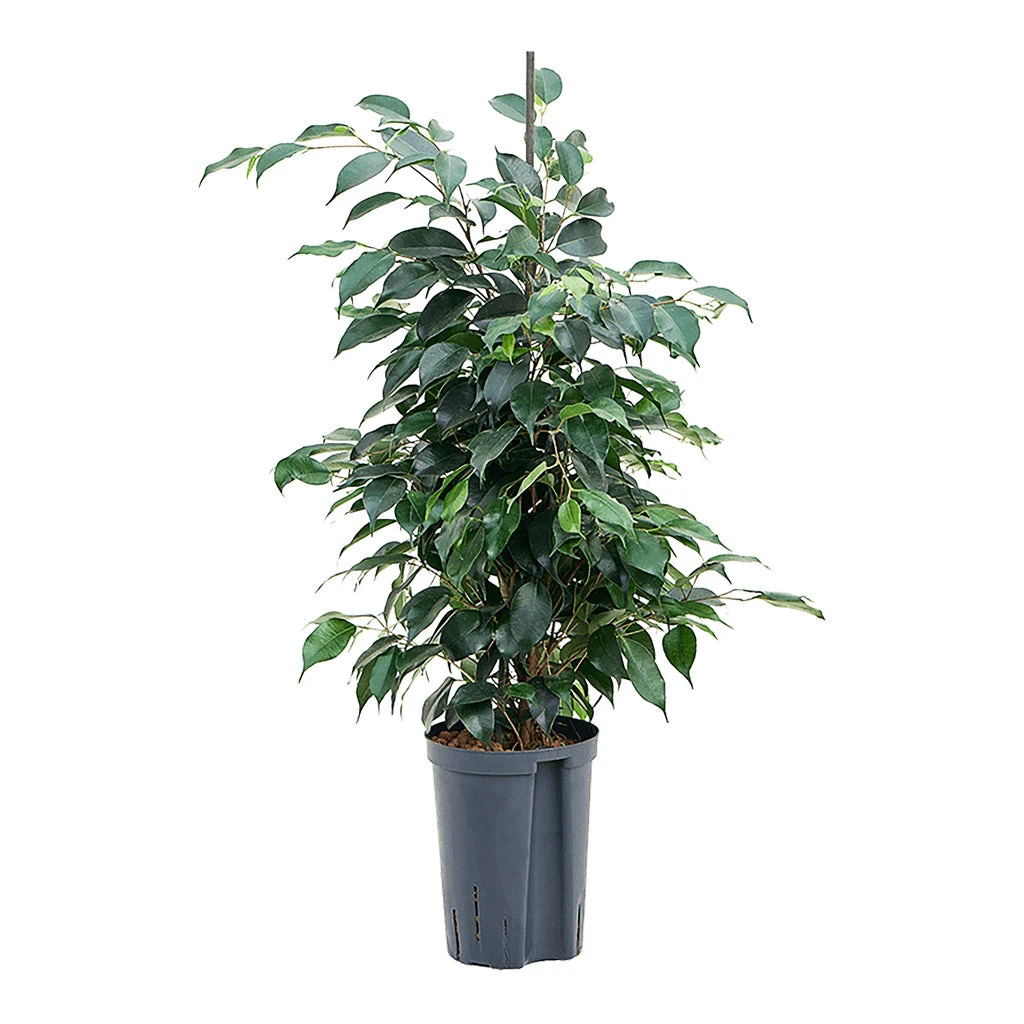 Ficus Benjamina Danielle - Weeping Fig - HydroCare