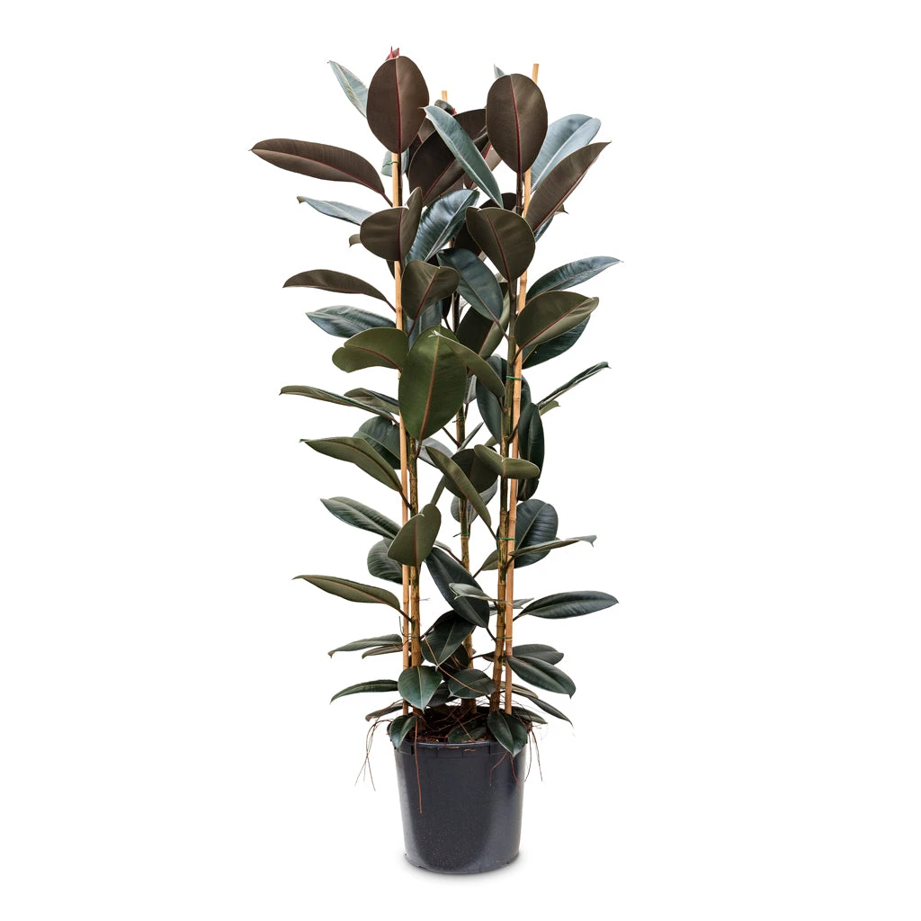 Ficus Elastica Abidjan - Burgundy Rubber Plant - Image 18