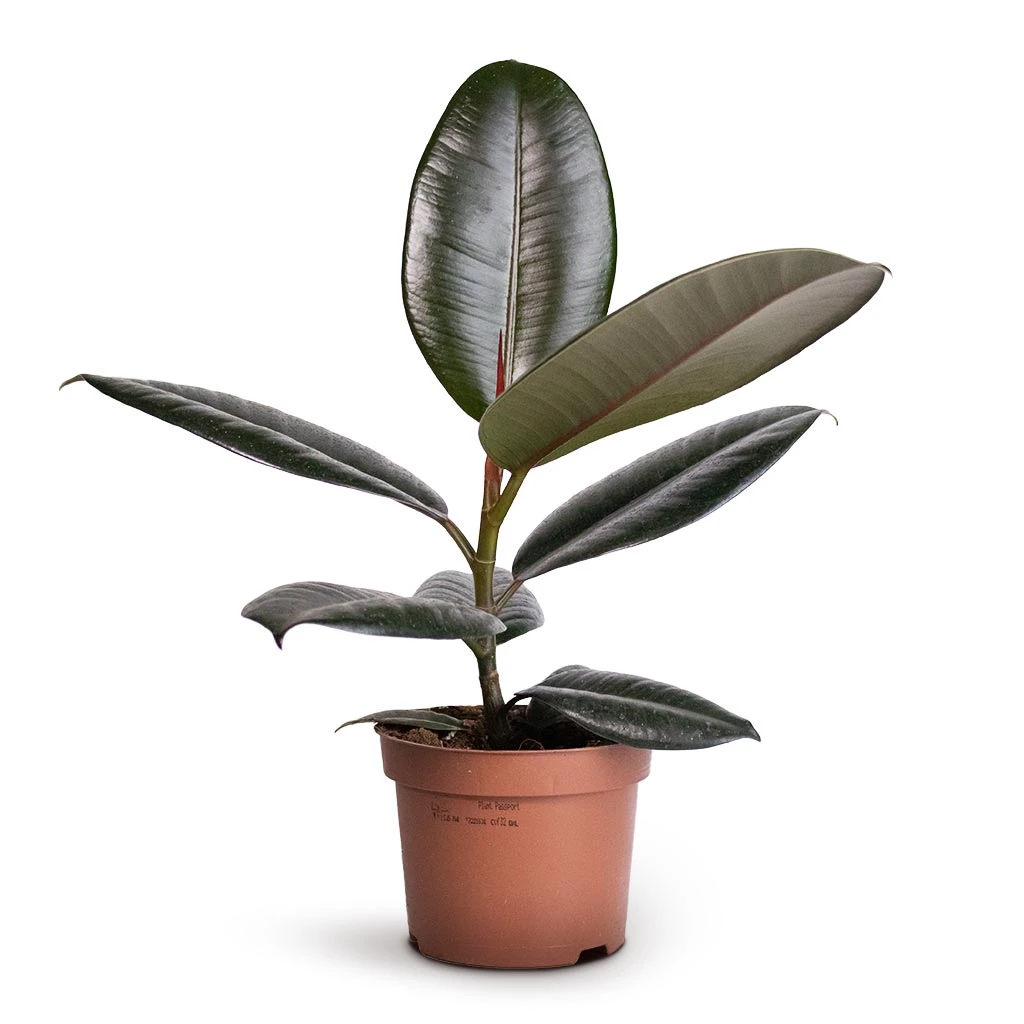 Ficus Elastica Abidjan - Burgundy Rubber Plant - Image 3